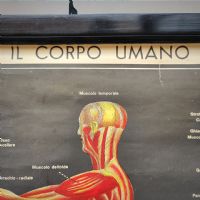 Miniatura dell'articolo Poster il corpo umano tavola 1 Paravia Torino vintage - Oggetto n.150