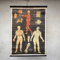 Poster il corpo umano tavola 1 Paravia Torino vintage n°NaN di colore Misto