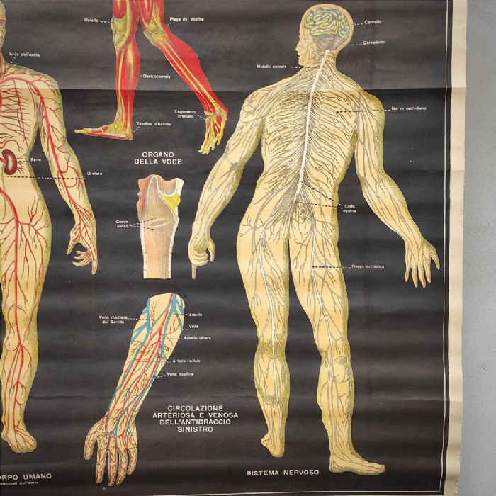 Miniatura dell'articolo Poster il corpo umano tavola 1 Paravia Torino vintage - Oggetto n.150