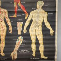 Miniatura dell'articolo Poster il corpo umano tavola 1 Paravia Torino vintage - Oggetto n.150