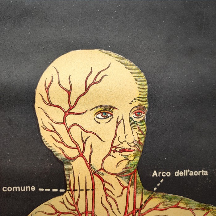 Miniatura dell'articolo Poster il corpo umano tavola 1 Paravia Torino vintage - Oggetto n.150