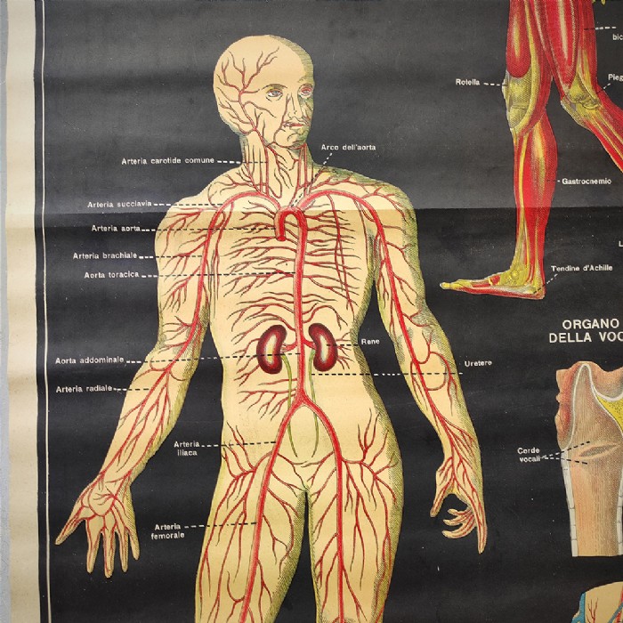 Miniatura dell'articolo Poster il corpo umano tavola 1 Paravia Torino vintage - Oggetto n.150