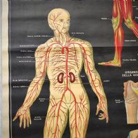 Miniatura dell'articolo Poster il corpo umano tavola 1 Paravia Torino vintage - Oggetto n.150