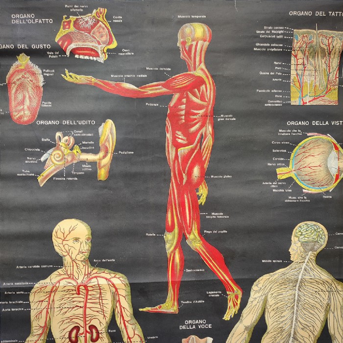 Miniatura dell'articolo Poster il corpo umano tavola 1 Paravia Torino vintage - Oggetto n.150