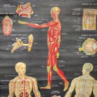 Miniatura dell'articolo Poster il corpo umano tavola 1 Paravia Torino vintage - Oggetto n.150