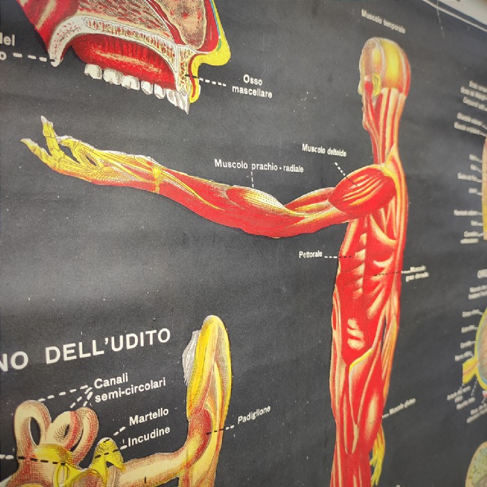 Miniatura dell'articolo Poster il corpo umano tavola 1 Paravia Torino vintage - Oggetto n.150