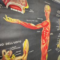 Miniatura dell'articolo Poster il corpo umano tavola 1 Paravia Torino vintage - Oggetto n.150
