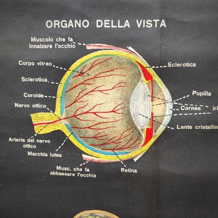 Miniatura dell'articolo Poster il corpo umano tavola 1 Paravia Torino vintage - Oggetto n.150