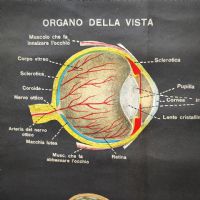 Miniatura dell'articolo Poster il corpo umano tavola 1 Paravia Torino vintage - Oggetto n.150