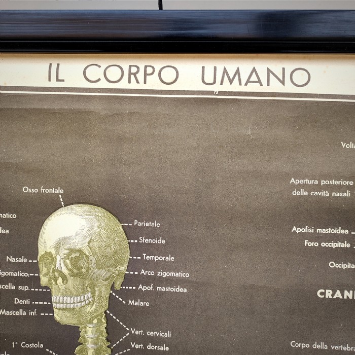 Miniatura dell'articolo Poster lo scheletro umano tavola 2 Paravia Torino vintage - Oggetto n.151