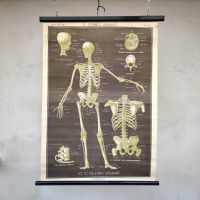Miniatura dell'articolo Poster lo scheletro umano tavola 2 Paravia Torino vintage - Oggetto n.151