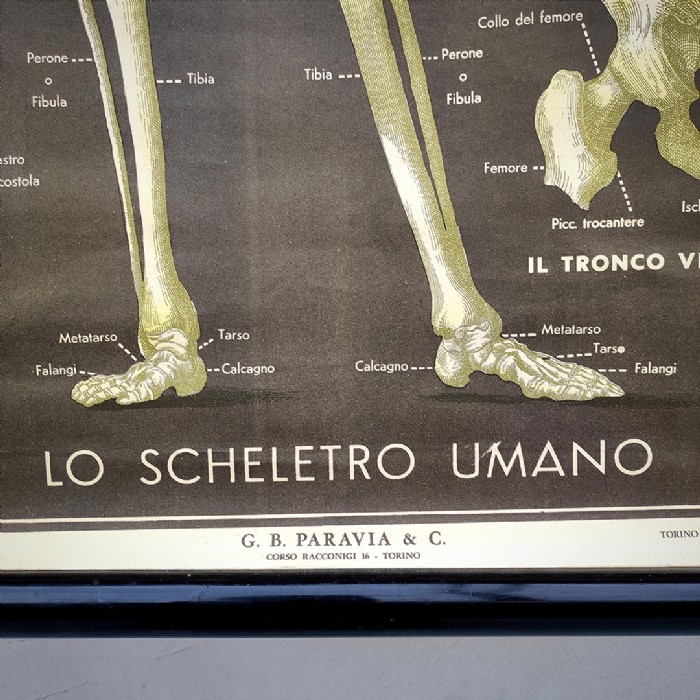 Miniatura dell'articolo Poster lo scheletro umano tavola 2 Paravia Torino vintage - Oggetto n.151