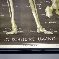 Miniatura dell'articolo Poster lo scheletro umano tavola 2 Paravia Torino vintage - Oggetto n.151