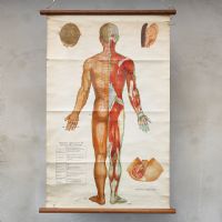 Poster didattico di agopuntura cinese vintage n°NaN di colore Misto