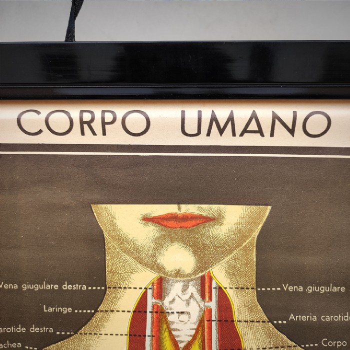Miniatura dell'articolo Poster Il corpo umano tavola 3 Paravia Torino vintage - Oggetto n.152