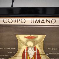 Miniatura dell'articolo Poster Il corpo umano tavola 3 Paravia Torino vintage - Oggetto n.152