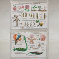 Miniatura dell'articolo Poster didattico la moltiplicazione vegetativa e il fiore e la fecondazione - Oggetto n.277