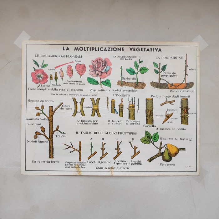 Miniatura dell'articolo Poster didattico la moltiplicazione vegetativa e il fiore e la fecondazione - Oggetto n.277