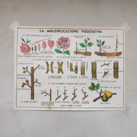 Miniatura dell'articolo Poster didattico la moltiplicazione vegetativa e il fiore e la fecondazione - Oggetto n.277