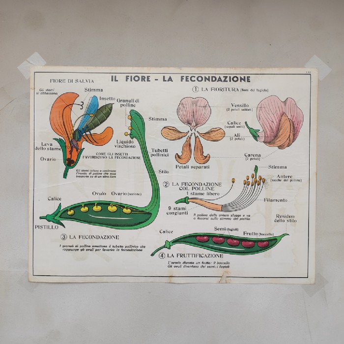 Miniatura dell'articolo Poster didattico la moltiplicazione vegetativa e il fiore e la fecondazione - Oggetto n.277