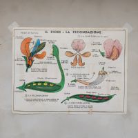 Miniatura dell'articolo Poster didattico la moltiplicazione vegetativa e il fiore e la fecondazione - Oggetto n.277