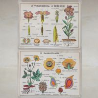Miniatura dell'articolo Poster didattico la violacciocca e le ranuncolacee - Oggetto n.310