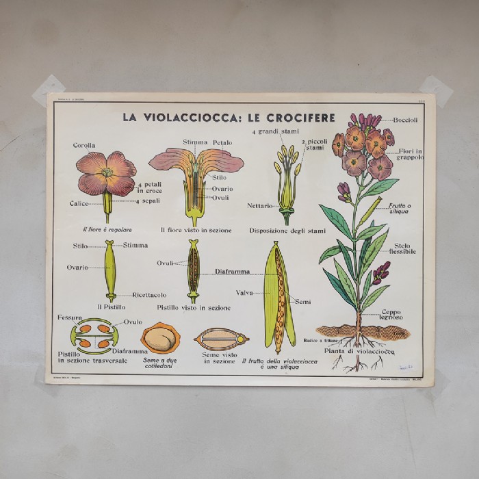 Miniatura dell'articolo Poster didattico la violacciocca e le ranuncolacee - Oggetto n.310