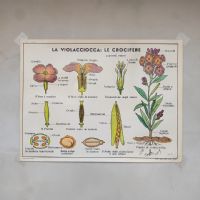 Miniatura dell'articolo Poster didattico la violacciocca e le ranuncolacee - Oggetto n.310
