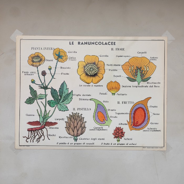 Miniatura dell'articolo Poster didattico la violacciocca e le ranuncolacee - Oggetto n.310