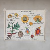 Miniatura dell'articolo Poster didattico la violacciocca e le ranuncolacee - Oggetto n.310