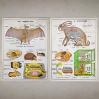 Miniatura dell'articolo Poster gli insettivori e il Coniglio - Oggetto n.241