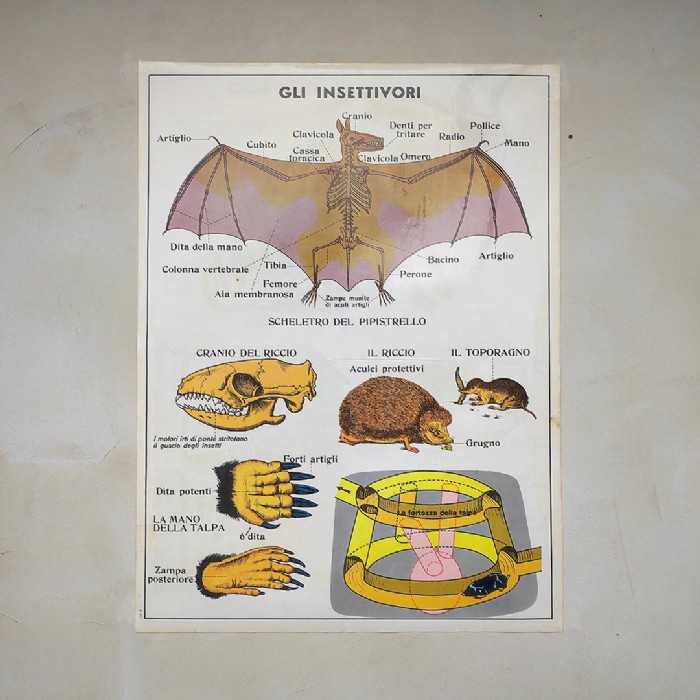 Miniatura dell'articolo Poster gli insettivori e il Coniglio - Oggetto n.241