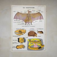 Miniatura dell'articolo Poster gli insettivori e il Coniglio - Oggetto n.241