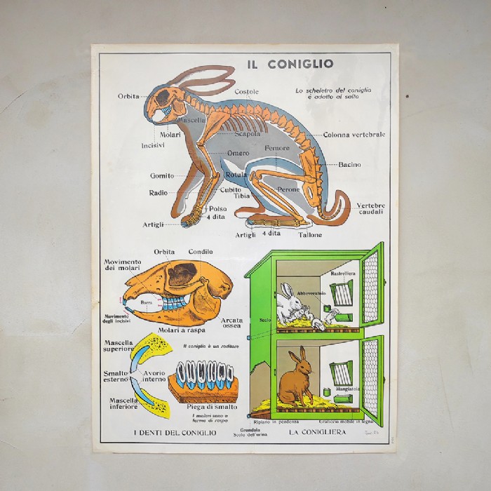 Miniatura dell'articolo Poster gli insettivori e il Coniglio - Oggetto n.241