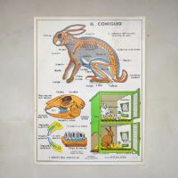 Miniatura dell'articolo Poster gli insettivori e il Coniglio - Oggetto n.241