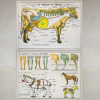 Miniatura dell'articolo Poster il Cavallo da fattoria e la Mucca - Oggetto n.240