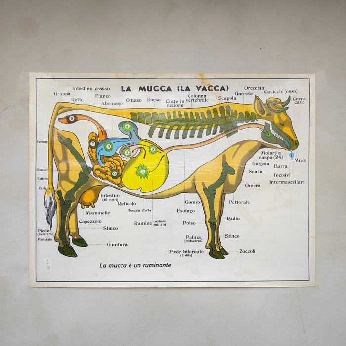 Miniatura dell'articolo Poster il Cavallo da fattoria e la Mucca - Oggetto n.240