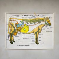 Miniatura dell'articolo Poster il Cavallo da fattoria e la Mucca - Oggetto n.240