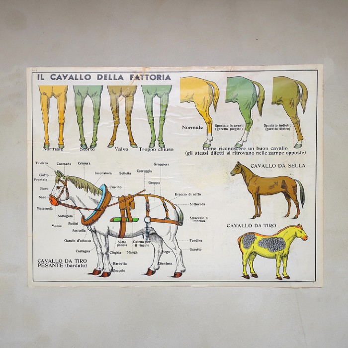 Miniatura dell'articolo Poster il Cavallo da fattoria e la Mucca - Oggetto n.240