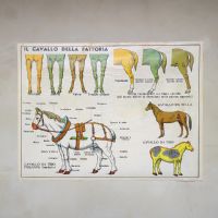 Miniatura dell'articolo Poster il Cavallo da fattoria e la Mucca - Oggetto n.240