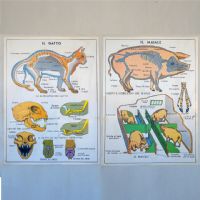 Miniatura dell'articolo Poster Il gatto e Il maiale - Oggetto n.243