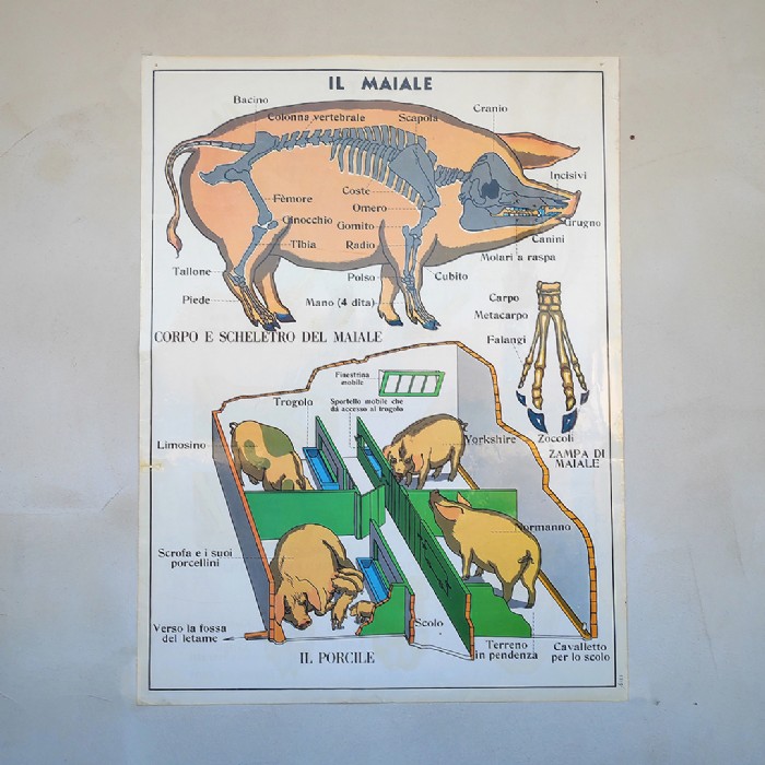 Miniatura dell'articolo Poster Il gatto e Il maiale - Oggetto n.243