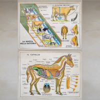Miniatura dell'articolo Poster La mucca nella fattoria e Il cavallo - Oggetto n.244