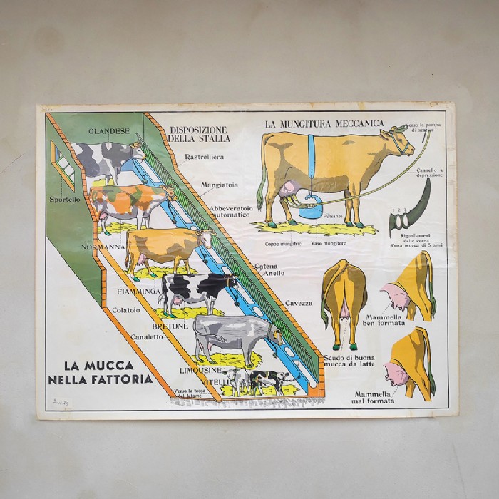 Miniatura dell'articolo Poster La mucca nella fattoria e Il cavallo - Oggetto n.244