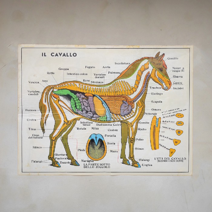 Miniatura dell'articolo Poster La mucca nella fattoria e Il cavallo - Oggetto n.244