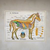Miniatura dell'articolo Poster La mucca nella fattoria e Il cavallo - Oggetto n.244
