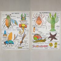 Miniatura dell'articolo Poster Gli insetti e Gli invertebrati - Oggetto n.245