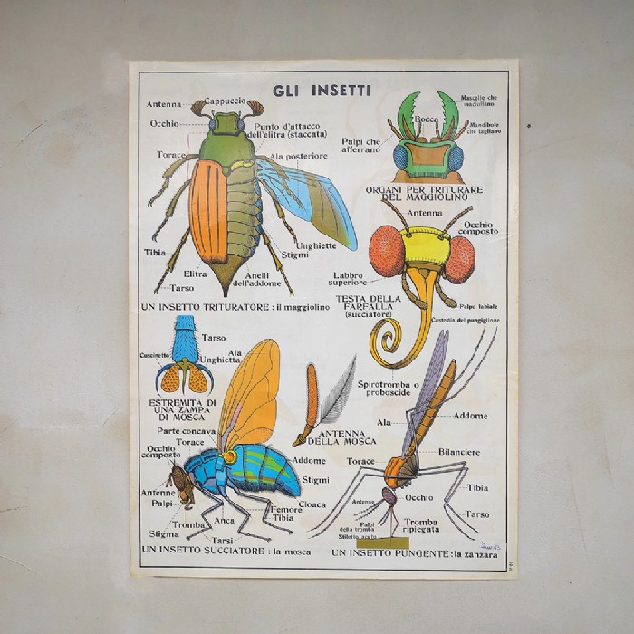 Miniatura dell'articolo Poster Gli insetti e Gli invertebrati - Oggetto n.245