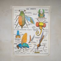 Miniatura dell'articolo Poster Gli insetti e Gli invertebrati - Oggetto n.245