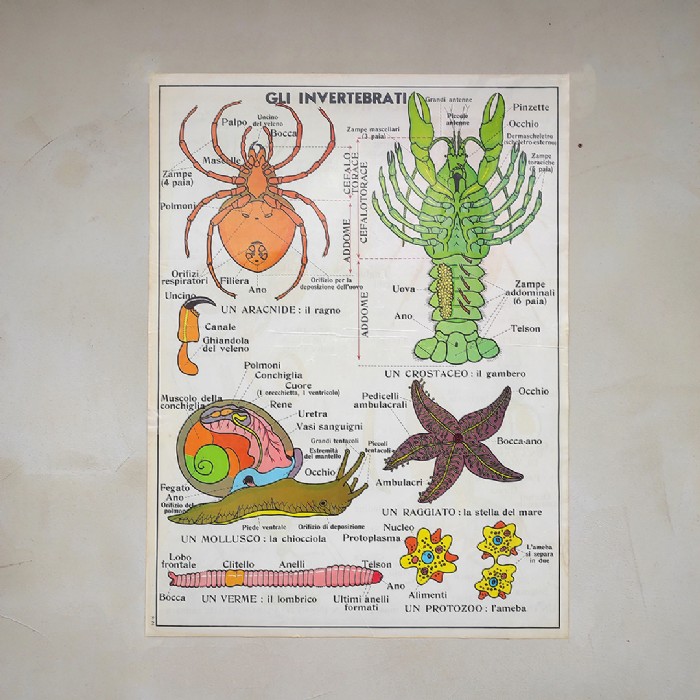 Miniatura dell'articolo Poster Gli insetti e Gli invertebrati - Oggetto n.245